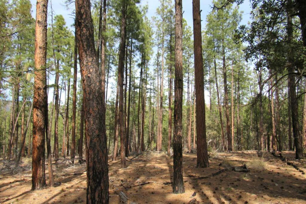 Forest Cabin 1 Hunters Blind Payson Exterior foto